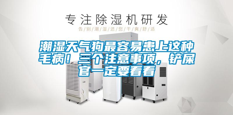 潮濕天氣狗最容易患上這種毛?。∪齻€注意事項，鏟屎官一定要看看