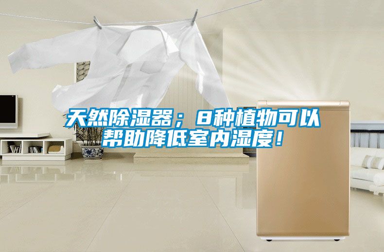 天然除濕器；8種植物可以幫助降低室內濕度！